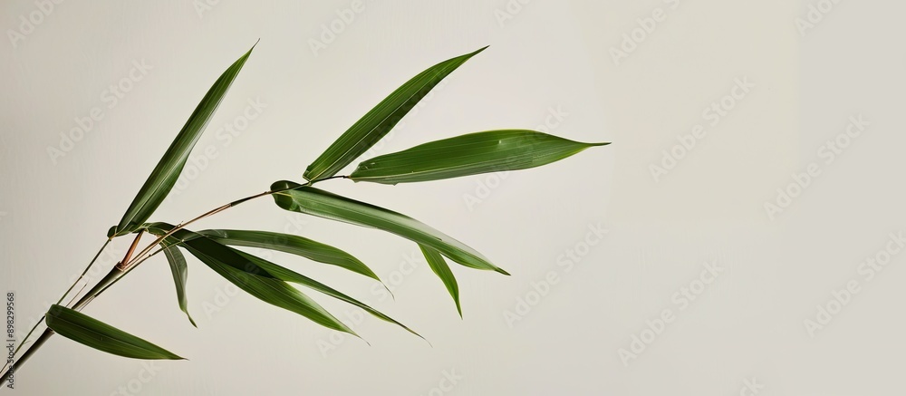 Aufkleber a bamboo leaf displayed on a white backdrop perfect for copy space image