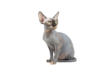Sphynx cat in transparent bacground