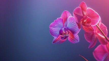  Two purple orchids against a blue and pink backdrop, illuminated by a pink light ..Or, if you'd like to maintain the