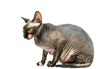 Fototapeta premium Sphynx cat in transparent bacground