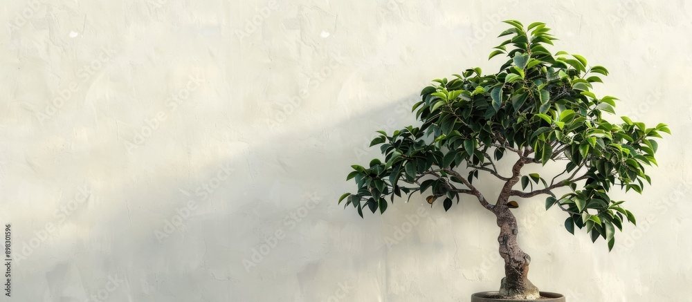 Aufkleber Close up of a potted pepper tree against a light backdrop with a clear copy space image