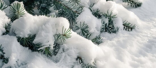 A close up image shows untouched soft white snow billowing on a green pine tree during cold winter weather with copy space image