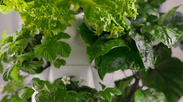 Aquaponics based production method farm. New Agriculture Technology, Aeroponic tower garden. Vertical Farming. Hydroponic Vertical Farm. Ecosystem with rows seedlings of various sorts of plants