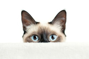 Curious cat with blue eyes
