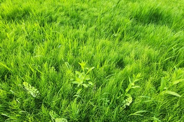 view of a field. meadow. wild grass. field of grass. view of the lawn. forbs