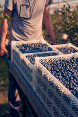 Farmer holding wheelbarrow filled with fresh blueberries on a farm.