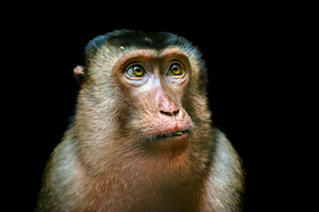 close up of a baboon