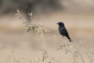 Juvenile Fork-tailed Drongo (Vidua regia) perched in the Kgalagadi in the Kalahari