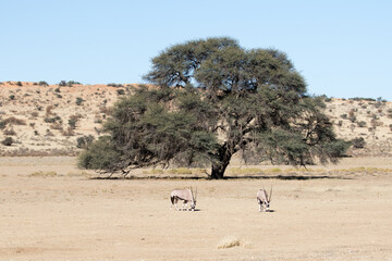 Gemsbok (Oryx gazella) or Oryx in a dry river bed in the Kgalagadi in the Kalahari South Africa