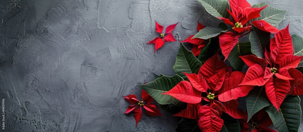 Poster Composition featuring poinsettia flowers on a grey backdrop with copy space image