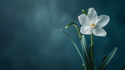 Fototapeta premium a soft, blurred bloom impression