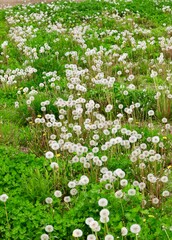 Meadow of overgrown Dandelion Plants