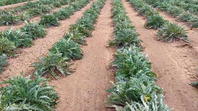 vertical rows of artichokes on a field on a windy day, artichoke harvest,  rows of green ripe artichoke plants in an agricultural field in Spain.