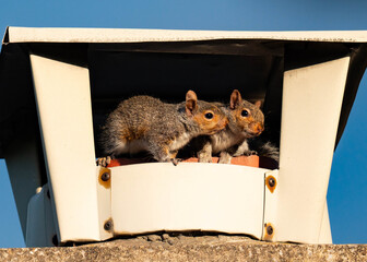 Two squirrel in a nest made in an abandonned chimney © Vincenzo Mesiti
