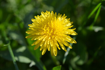 Beautiful bright and lovely wildflowers, green plants in summer. Fluffy yellow dandelions growing on a green lawn.