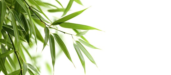 A close up of a bamboo forest with green leaves under natural light perfect for website designs or banners featuring a single bamboo leaf against a white background ideal for text or images