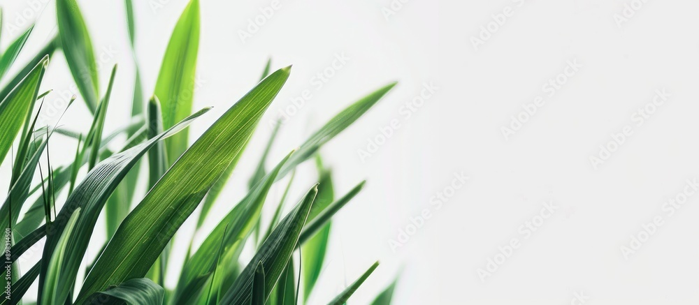 Poster close up of isolated grass leaves on a white background with copy space image
