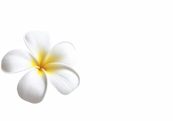Fototapeta premium White plumeria, white Frangipani flowers isolated on white background plumeria flower.