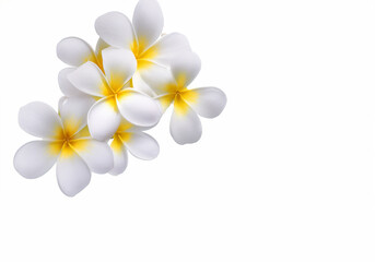 white plumeria groups and white Frangipani flowers isolated on white background. plumeria flower