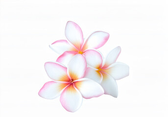 Fototapeta premium pink plumeria, pink colorful plumeria groups, Frangipani flower isolated on white background with clipping path.
