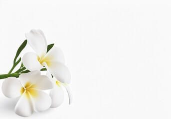 Naklejka premium white plumeria groups and white Frangipani flowers isolated on white background. plumeria flower