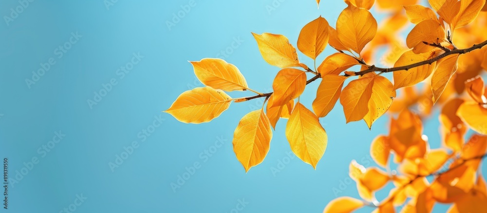 Aufkleber bright yellow autumn leaves against a blue sky create a colorful fragment suitable as a copy space i