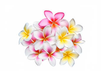 Plumeria Bridal bouquet of frangipani flowers isolated on white background