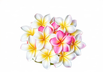 Plumeria Bridal bouquet of frangipani flowers isolated on white background