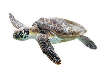 Obraz premium Graceful sea turtle swimming peacefully