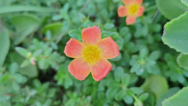 Close-up of Portulaca umbraticola or orange purslane a perennial flower