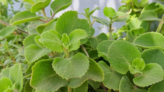 Close-up top view of Mexican Mint, Cuban Oregano or Plectranthus amboinicus plant
