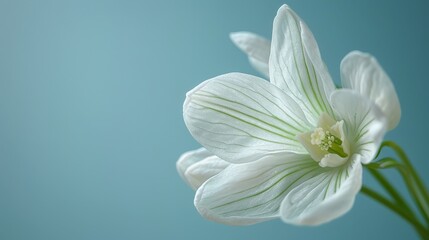 Fototapeta premium Close-up of a white flower with green stamens against a blue backdrop Soft focus on flower's center