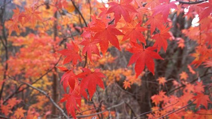 red maple leaves in autumn in south korea