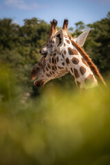 Beautiful Portrait of Baringo Giraffe with Open Mouth in Zoo. Closeup of Giraffa Camelopardalis in Zoological Garden.