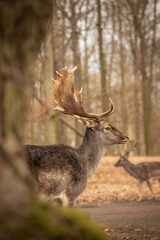 Beautiful Side Profile of European Fallow Deer in Blatna Park. Furry Animal with Antlers in the Forest.
