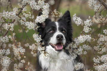 Adorable Portrait of Smiling Border Collie in White Flowering Tree. Cute Happy Black and White Dog...