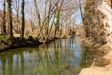 A mountain river flows in a forest, a landscape, a summer day, a forest grows along the banks of the stream. 