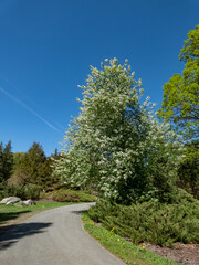 Bird cherry, hackberry, hagberry or Mayday tree (Prunus padus) in full bloom growing in a park in spring