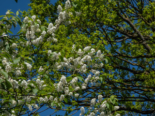 Close-up shot of white flowers of the Bird cherry, hackberry, hagberry or Mayday tree (Prunus padus) in full bloom