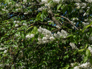 Close-up shot of white flowers of the Bird cherry, hackberry, hagberry or Mayday tree (Prunus padus) in full bloom