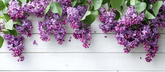Top down view of lilac flowers set against a white wooden backdrop with ample space for text or graphics copy space image