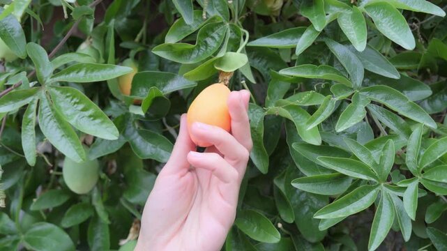Budva, Montenegro. A woman holding fresh medlar fruits in the garden