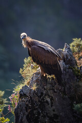 Griffon vulture waiting and watching from a rock in Peñas de Aia, Gipuzkoa, Basque Country