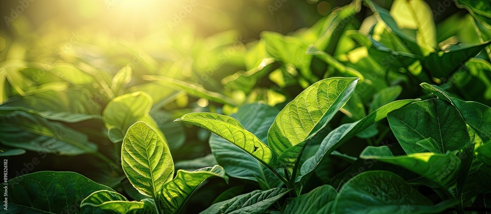 Poster close up view of tobacco bushes with vibrant green leaves illuminated by sunlight ideal for a copy s