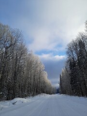 snow covered trees