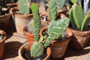 kaktus opuncja Opuntia zebrina cv. Reticulata © Perovskia