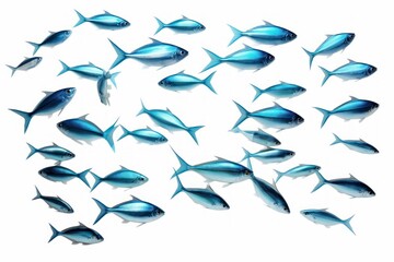 Fototapeta premium Blue fish swimming together