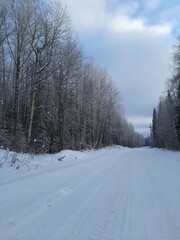 snow covered trees