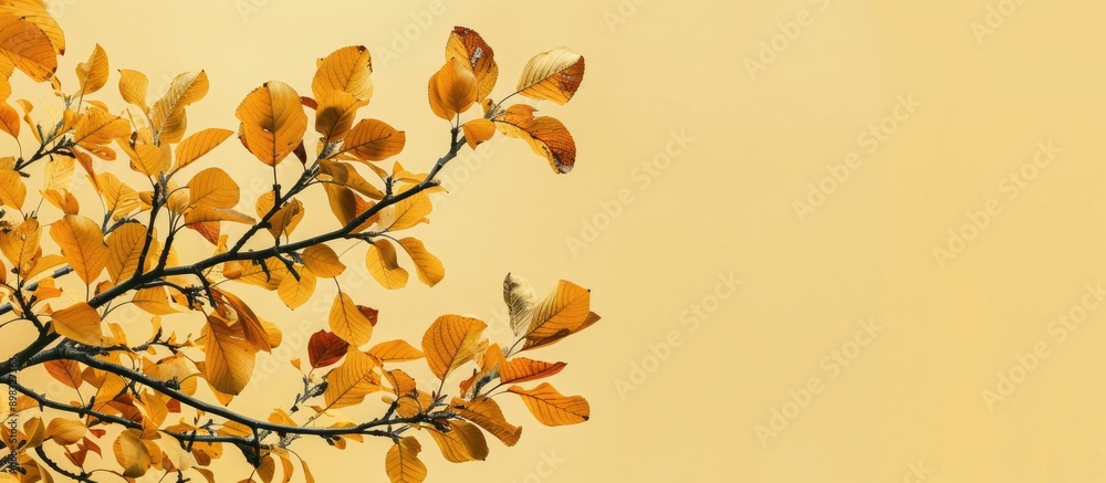 Poster Autumn tree branch close up on a light yellow background ideal for design projects with copy space image for text in a web banner