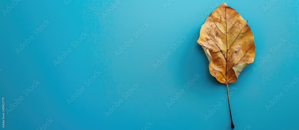 Poster Bright blue backdrop with a single dry leaf perfect for copy space image